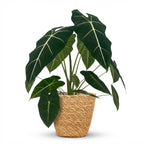 Green boutiQ - Zimmerpflanze - Alocasia Frydek (Elefantenohr) - Grün - Pflegeleicht - 1 Pflanze - mit Korb - Topf 19cm - Höhe 60cm