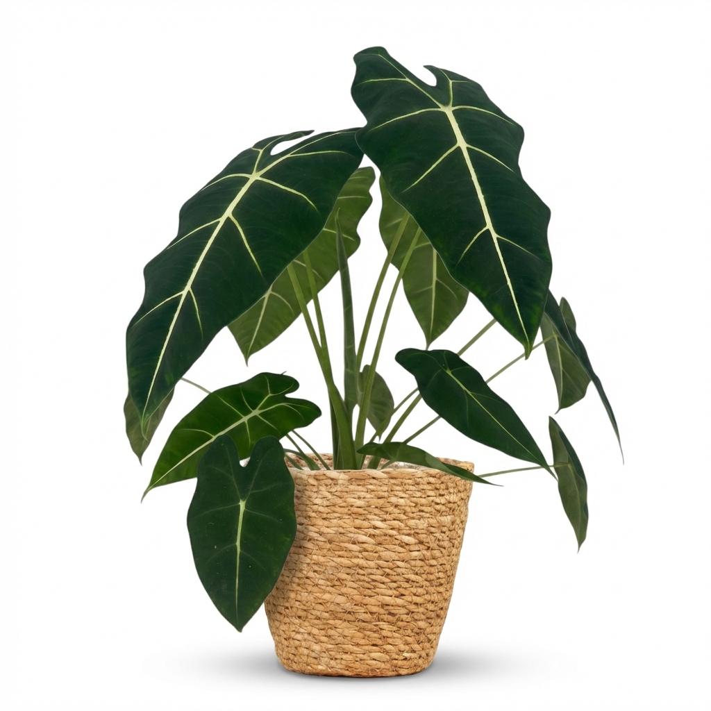 Green boutiQ - Plante d'intérieur - Oreille d'éléphant - Alocasia Frydek - Vert - Peu d'entretien - 1 Plante - avec Panier - Pot 19cm - Hauteur 60cm