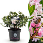 Green boutiQ - Rhododendron nain - Rhododendron Bloombux rose clair - Buis fleuri - Faible entretien - Fleur rose clair - 1 plante - Pot 23 cm - Hauteur 45-55 cm