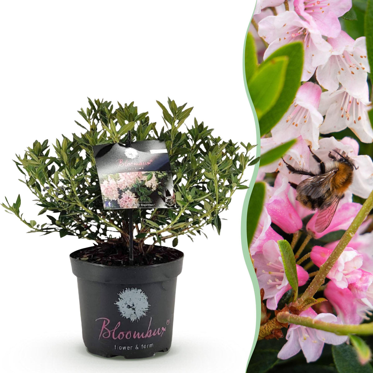 Green boutiQ - Rhododendron nain - Rhododendron Bloombux rose clair - Buis fleuri - Faible entretien - Fleur rose clair - 1 plante - Pot 23 cm - Hauteur 45-55 cm