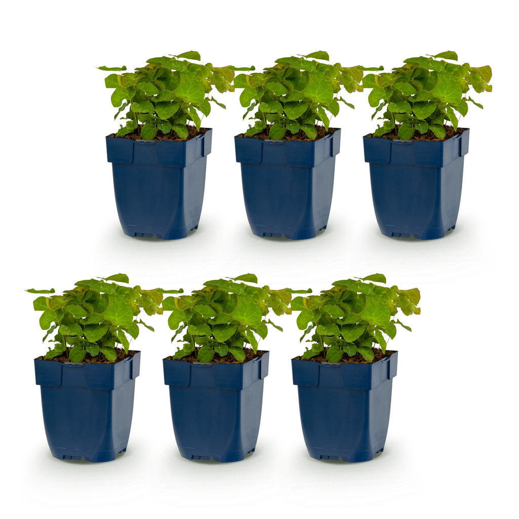 Green boutiQ - Stauden - Epimedium perralch. Frohnleiten - Elfenblume - Schatten - Gelb - 6 Pflanzen - Topf 11cm - Höhe 15-25cm