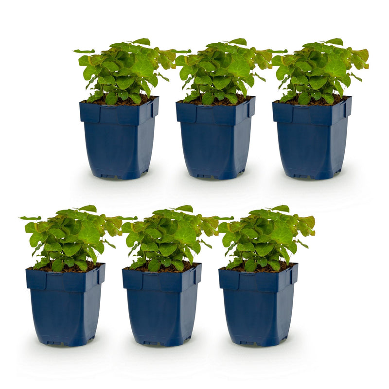 Green boutiQ - Vasteplant - Epimedium perralch. Frohnleiten - Elfenbloem - Schaduw - Geel - 6 Planten - Pot 11cm - Hoogte 15-25cm