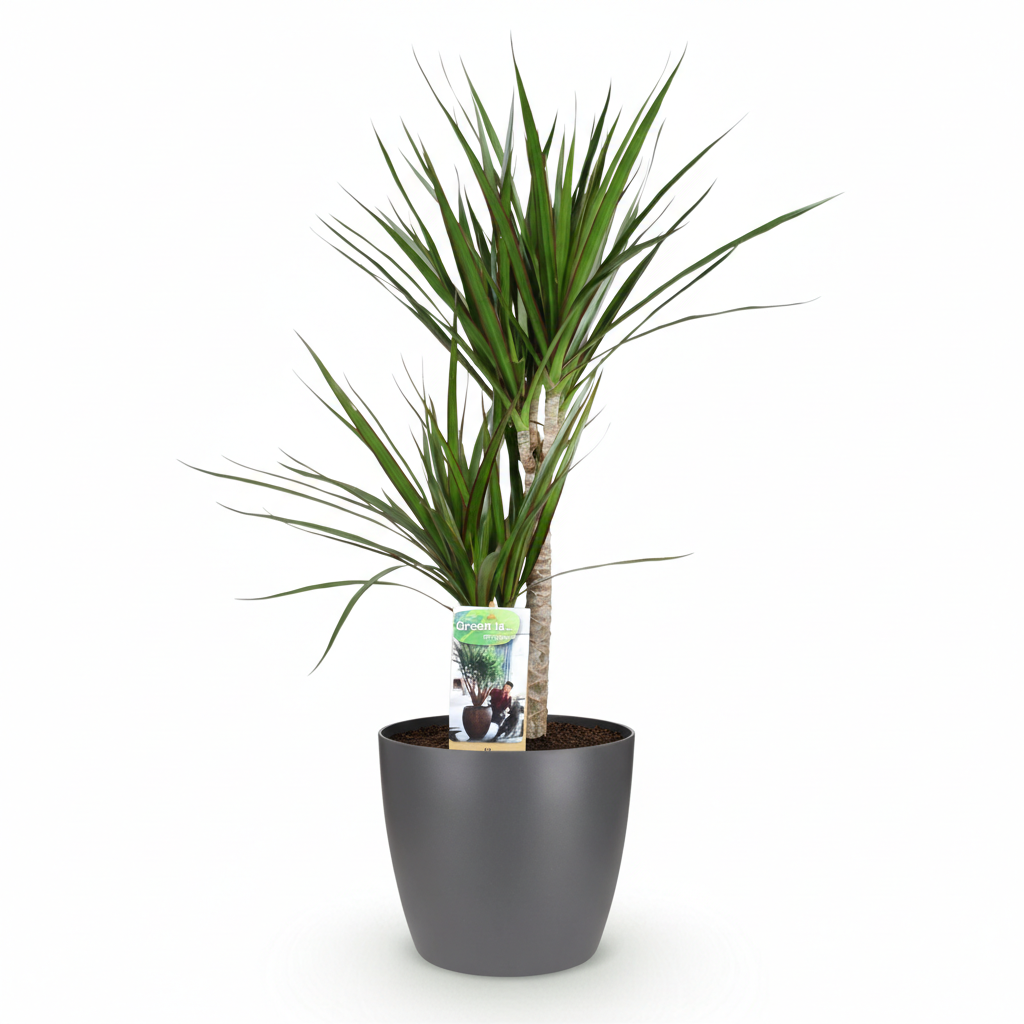 Green boutiQ - Plante d'intérieur - Dragonnier - Dracaena Marginata - Vert - Entretien facile - 1 plante - avec pot gris - Pot 21 cm - Hauteur 90 - 100 cm