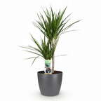 Green boutiQ - Plante d'intérieur - Dragonnier - Dracaena Marginata - Vert - Entretien facile - 1 plante - avec pot gris - Pot 21 cm - Hauteur 90 - 100 cm