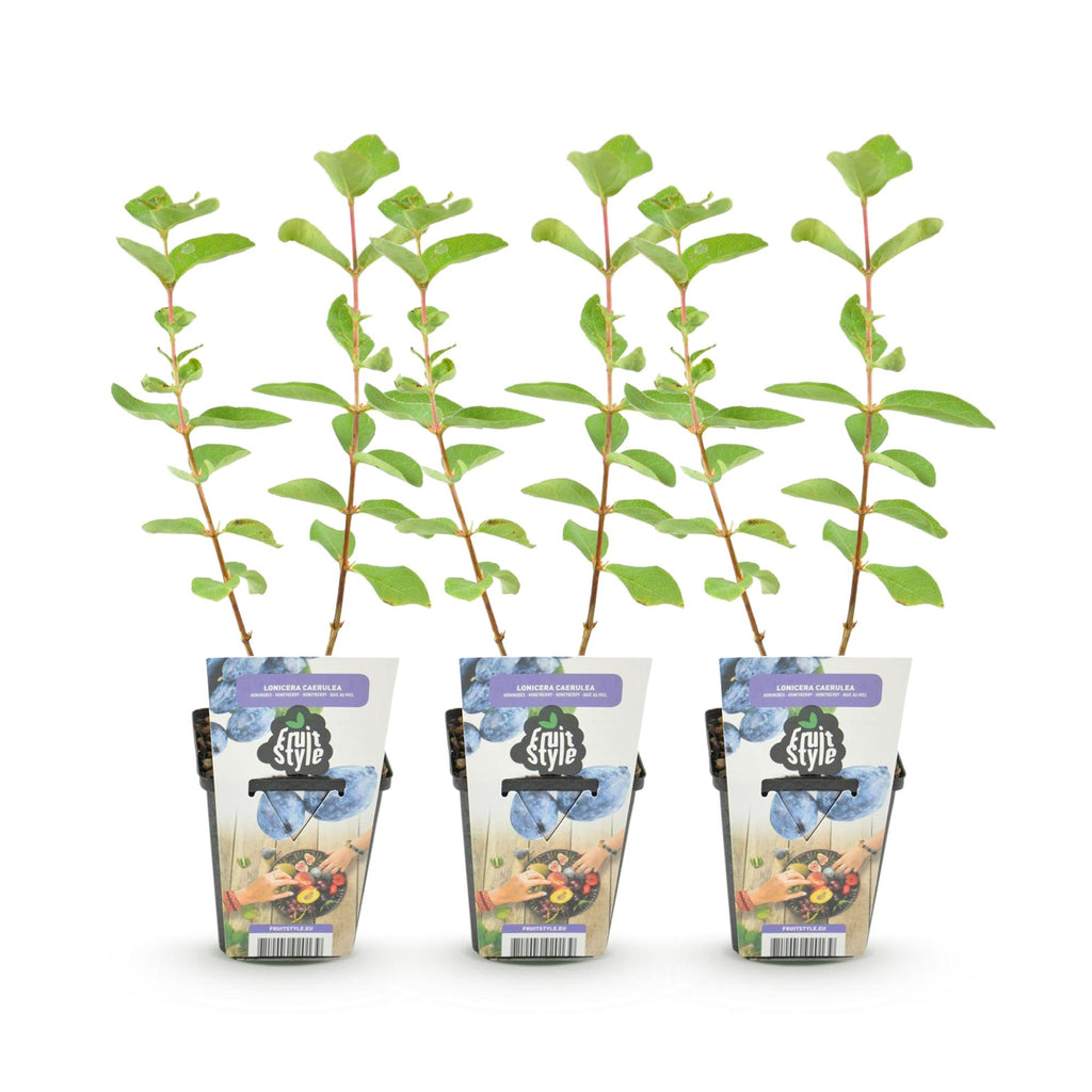 Green boutiQ - Plants fruitiers - Baie de mai - Lonicera caerulea Kamtschatica - Rustique - 3 plantes - Pot 9 cm - Baie bleue