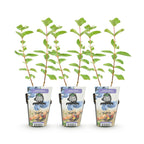 Green boutiQ - Plants fruitiers - Baie de mai - Lonicera caerulea Kamtschatica - Rustique - 3 plantes - Pot 9 cm - Baie bleue
