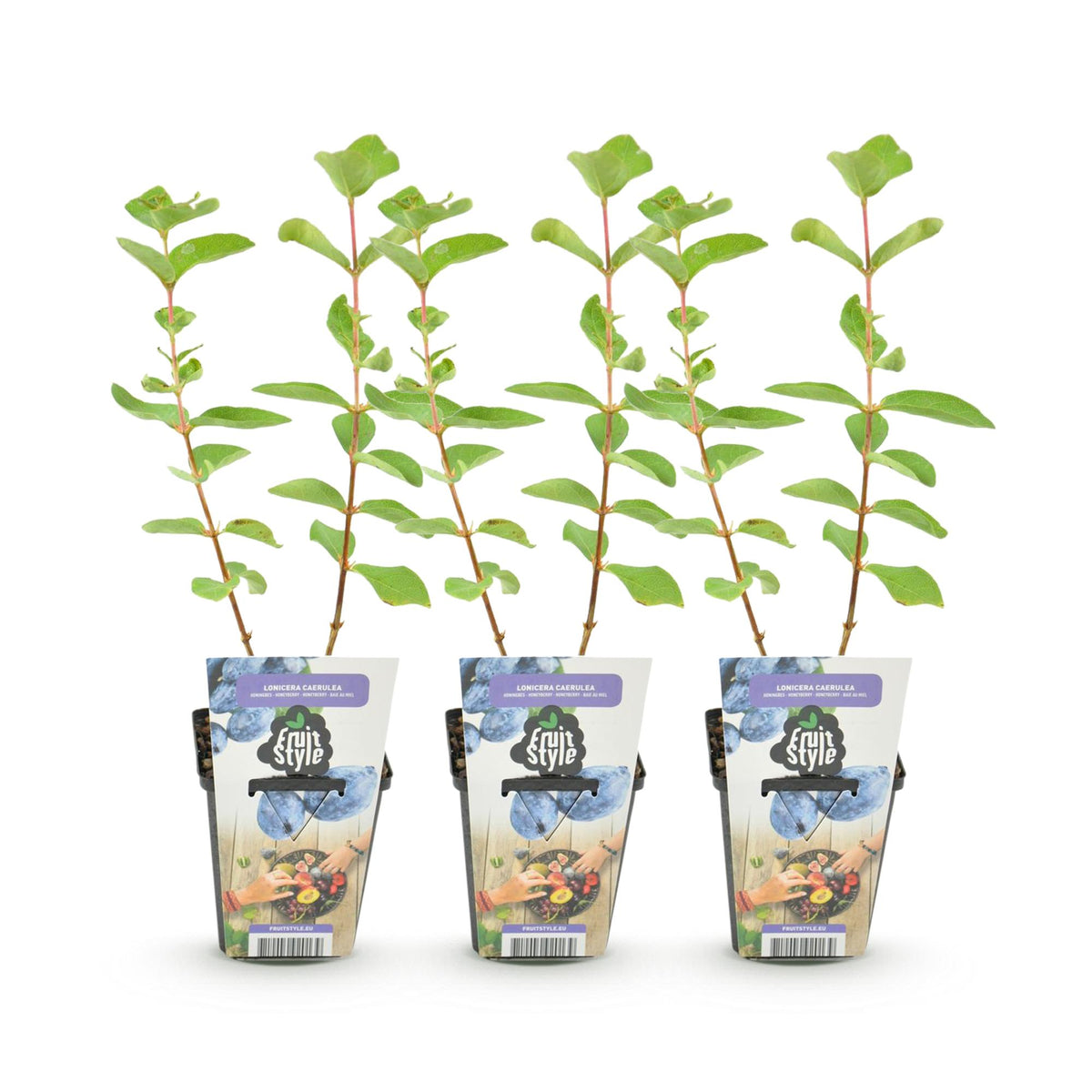 Green boutiQ - Plants fruitiers - Baie de mai - Lonicera caerulea Kamtschatica - Rustique - 3 plantes - Pot 9 cm - Baie bleue
