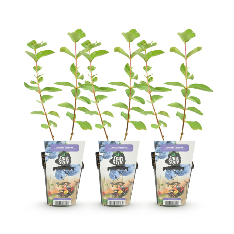 Green boutiQ - Fruitplanten - Honingbes - Lonicera caerulea Kamtschatica - Winterhard - 3 Planten - Pot  9 cm - Blauw  Bes