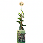 6x Lonicera jap. 'Red World' - Chèvrefeuille du Japon - Rouge - Rose - Grimpante - Ø9cm - ↕35cm