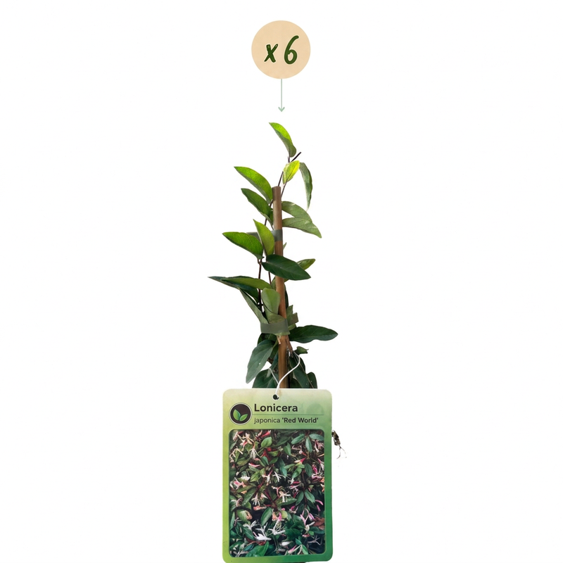 6x Lonicera jap. 'Red World' - Japanisches Geißblatt - Rot - Pink - Kletterpflanze - Ø9cm - ↕35cm