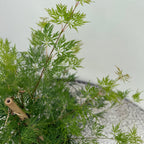 Green boutiQ - Plante de terrasse - Érable du Japon - Acer palmatum Emerald Lace - Vert - 2 plantes - Caduc - Pot 19 cm Hauteur 70 cm