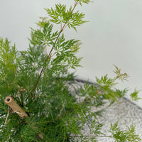 Green boutiQ - Terrasplant - Japanse Esdoorn - Acer palmatum Emerald Lace - Groen - 2 Planten - Bladverliezend - Pot 19cm Hoogte 70cm