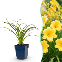 Green boutiQ - Vasteplant - Hemerocallis Stella d'Oro - Daglelie - Bijen en Vlinderlokkers - Geel - 12 Planten - Pot 11cm - Hoogte 15-25cm