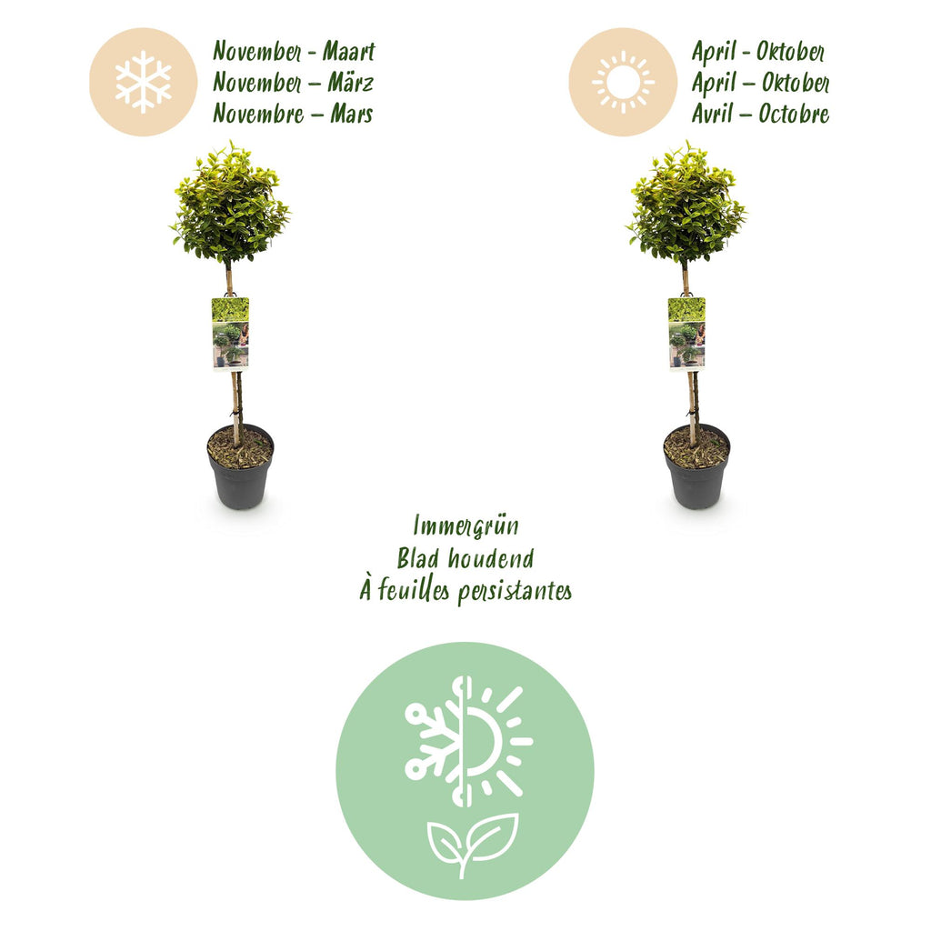 Green boutiQ - Stämmchen - Euonymus fortunei Emerald 'n' Gold - Terrassenpflanze - Immergrün - Winterhart - Grün-gelbes Blatt - Topf 19 cm, Höhe 90 cm
