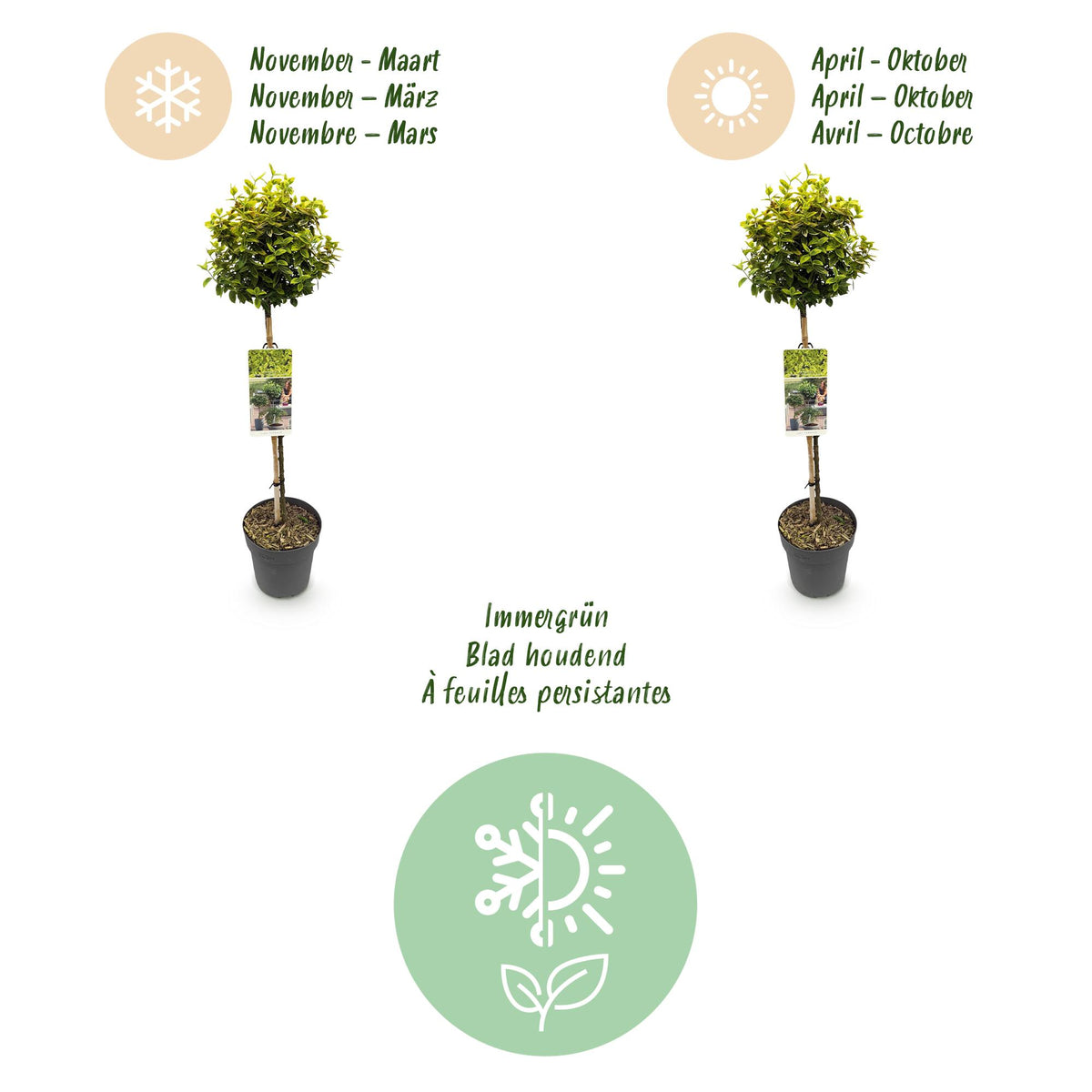 Green boutiQ - Stämmchen - Euonymus fortunei Emerald 'n' Gold - Terrassenpflanze - Immergrün - Winterhart - Grün-gelbes Blatt - Topf 19 cm, Höhe 90 cm
