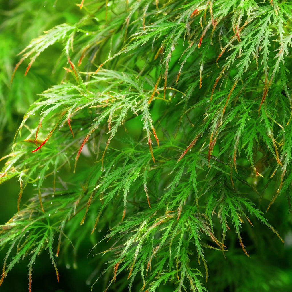 Green boutiQ - Plante de jardin - Acer palmatum Emerald Lace - Érable japonais - Caduc - Vert - 1 - Pot 26cm - Hauteur 90cm