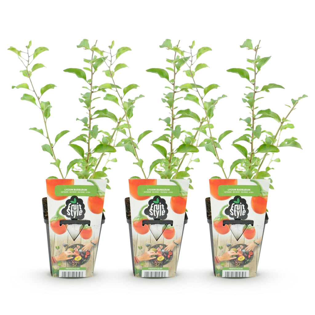 Green boutiQ - Plants fruitiers - Goji - Lycium Barbarum - Rustique - 3 plantes - Pot 9 cm - Orange - Fruit rouge