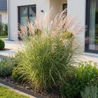 Green boutiQ - Gräser - Miscanthus sin. Morning Light - Pampasgras - Mit Rispen - Silber - 6 Pflanzen - Topf 11cm - Höhe 15-25cm