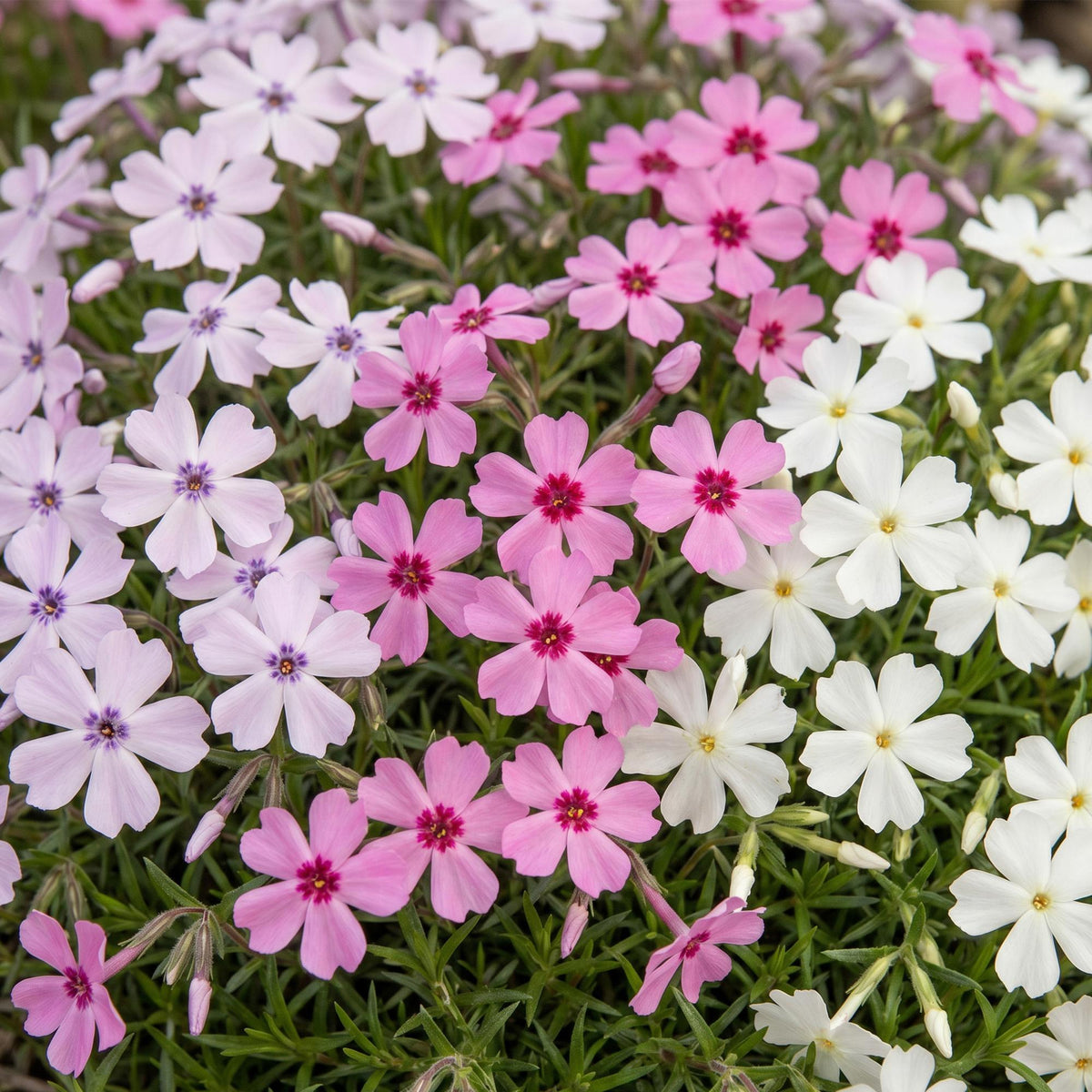 Green boutiQ - Stauden - Phlox Tricolour - Flammenblume - Bodendeckend - Violett - Rosa - Weiß - 12 Pflanzen - Topf 11cm - Höhe 15-25cm