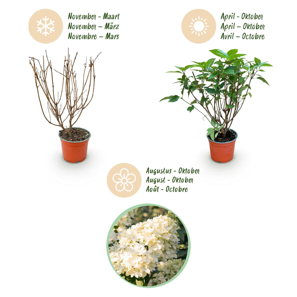 Green boutiQ - Gartenpflanze - Hydrangea paniculata Limelight - Rispenhortensie - Winterhart - Limettengrün - 3 Pflanzen - Topf 12cm - Höhe 20-30cm