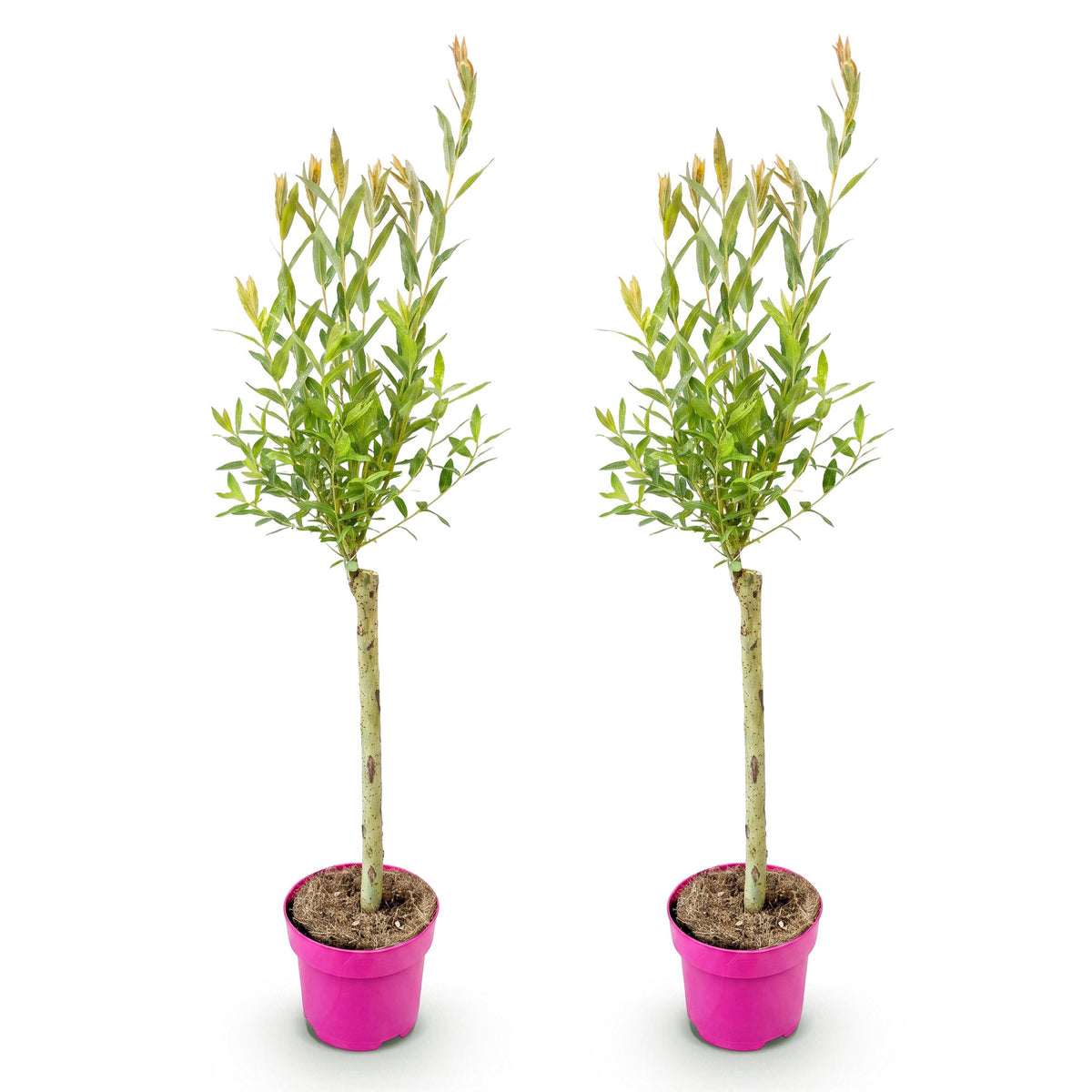 2x - Salix Flamingo - Ø17cm - ↕70-80cm