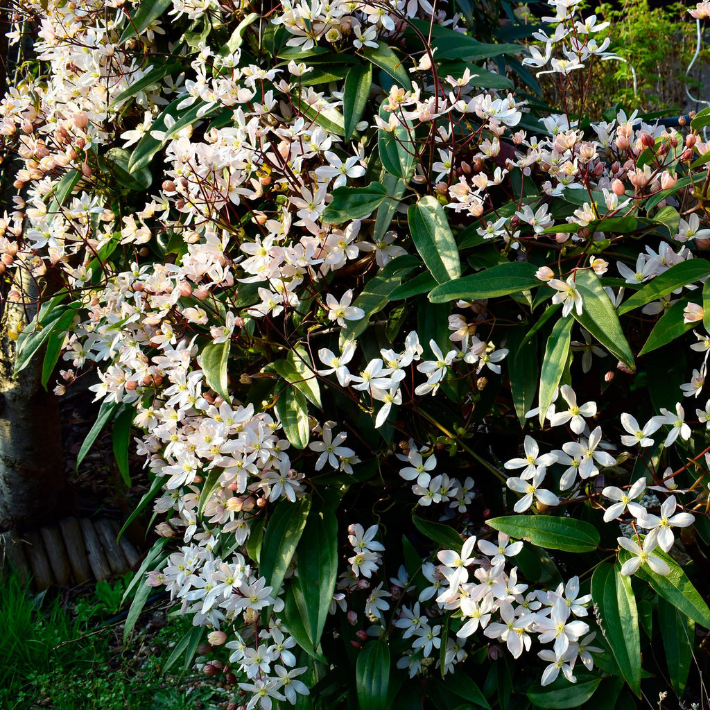 Green boutiQ - Plante grimpante - Clematis armandii - Fleur blanche - Persistant - Peu d'entretien - 1 plante Pot 11cm Hauteur 40cm