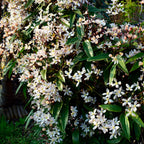 Green boutiQ - Plante grimpante - Clematis armandii - Fleur blanche - Persistant - Peu d'entretien - 1 plante Pot 11cm Hauteur 40cm