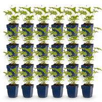 Green boutiQ - Vasteplant - Anemone hybr. Hon. Jobert - Herfst Anemoon - Schaduw - Wit - 24 Planten - Pot 11cm - Hoogte 15-25cm