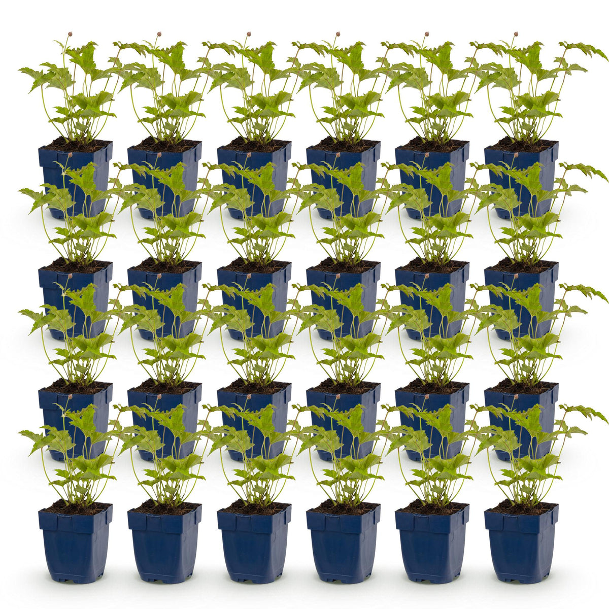 Green boutiQ - Plante vivace - Anemone hybr. Hon. Jobert - Anémone d'automne - Ombre - Blanc - 24 Plantes - Pot 11cm - Hauteur 15-25cm
