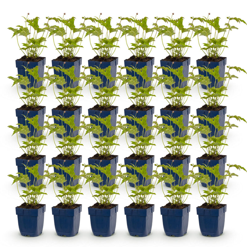 Green boutiQ - Vasteplant - Anemone hybr. Hon. Jobert - Herfst Anemoon - Schaduw - Wit - 24 Planten - Pot 11cm - Hoogte 15-25cm