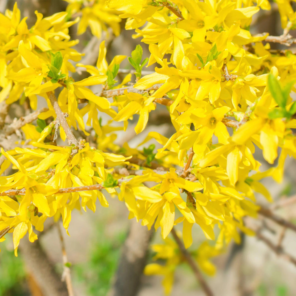Green boutiQ - Sträucher - Forsythia intermedia Goldrauch - Blüte Gelb - 1 Pflanze - Laubabwerfend - Pflegeleicht - Topf 17cm Höhe 45cm