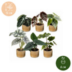 6x Baby Alocasia Familie - Red - Green - Black - Silver - Grey - Tropical - incl. Linnea Honey - Ø6cm - ↕12cm
