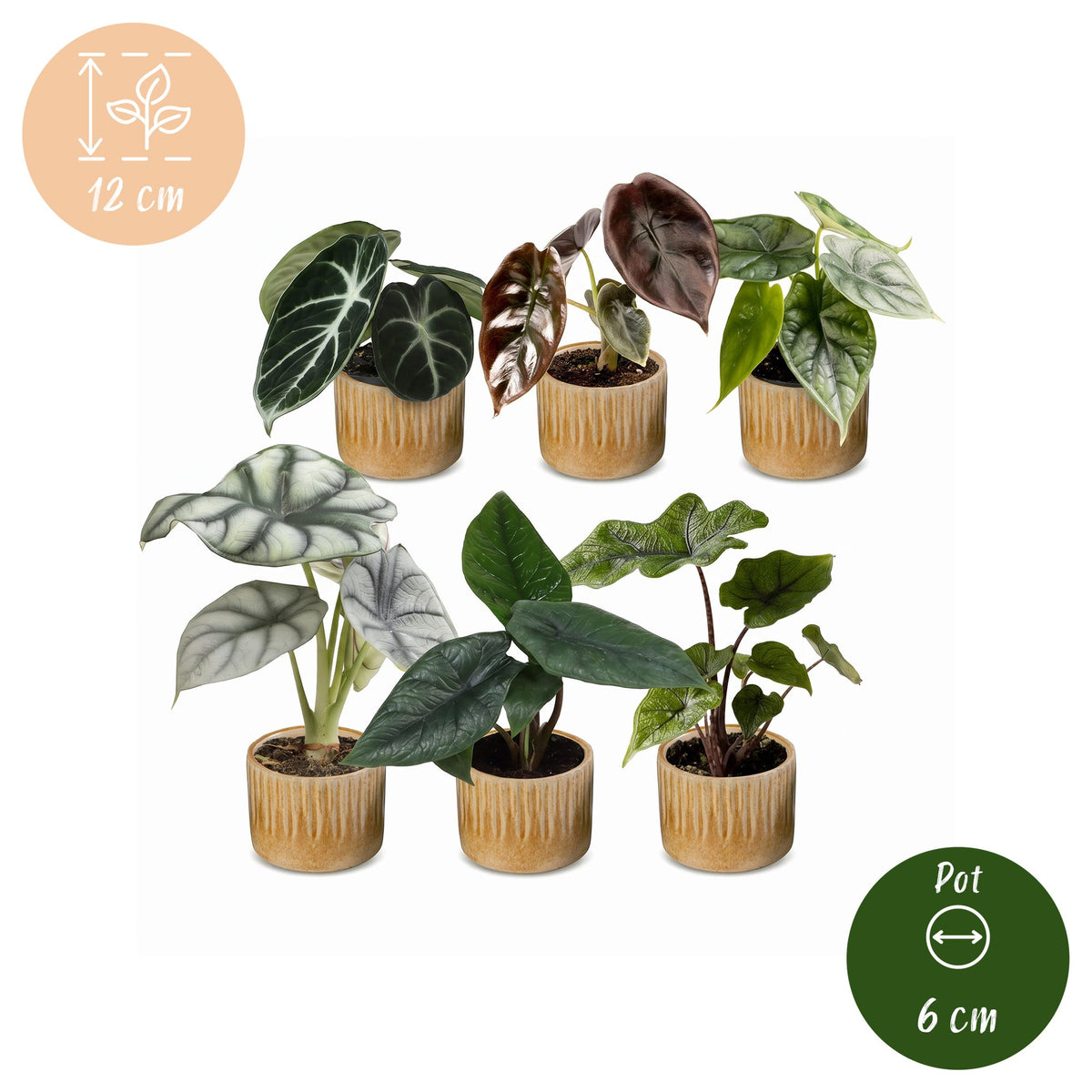 6x Baby Alocasia Familie - Red - Green - Black - Silver - Grey - Tropical - incl. Linnea Honey - Ø6cm - ↕12cm