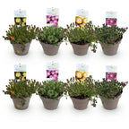 Green boutiQ - Couvre-sol - Rustique - Delosperma Jewel of Desert - 8 plantes - Couleurs rouge - orange - violet - rose - Peu d'entretien - Pot 14 Hauteur 17