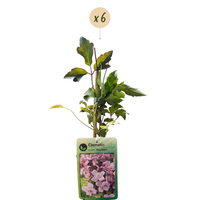 6x Clematis mont. 'Mayleen' - Mountain clematis - Light Pink - Climber - Ø9cm - ↕35cm