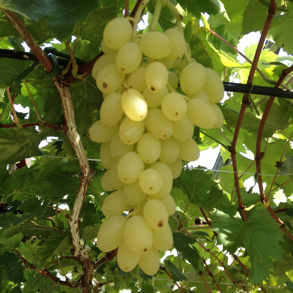 Green boutiQ - Obstpflanze - Vitis vinifera Lakemont - Weinrebe - Winterhart - Goldgelbe Traube - 2 Pflanzen - Topf 15cm - Höhe 50cm