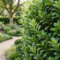 Green boutiQ - 24x Prunus laur. Rotundifolia - Laurierkers - Haagplanten - Groenblijvend - Groen - Pot 9cm - Hoogte 25-35cm