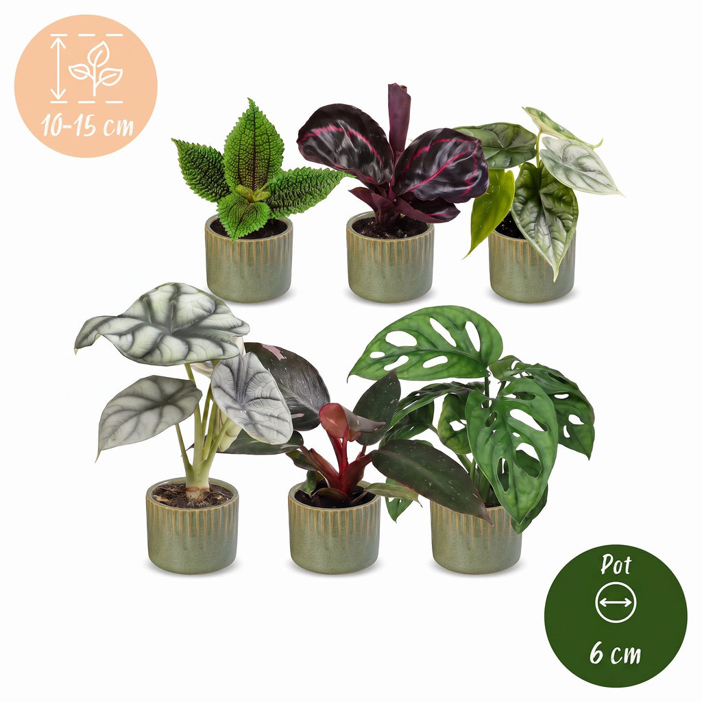 6x Baby Jungle Mix - Various colours - Tropical - incl. Linnea Olive - Ø6cm - ↕10-15cm