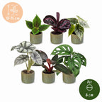 6x Baby Jungle Mix - Various colours - Tropical - incl. Linnea Olive - Ø6cm - ↕10-15cm