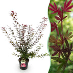 Green boutiQ - Plante de jardin - Acer palmatum Shaina - Érable du Japon - Caduc - Rouge - 1 - Pot 26cm - Hauteur 90cm