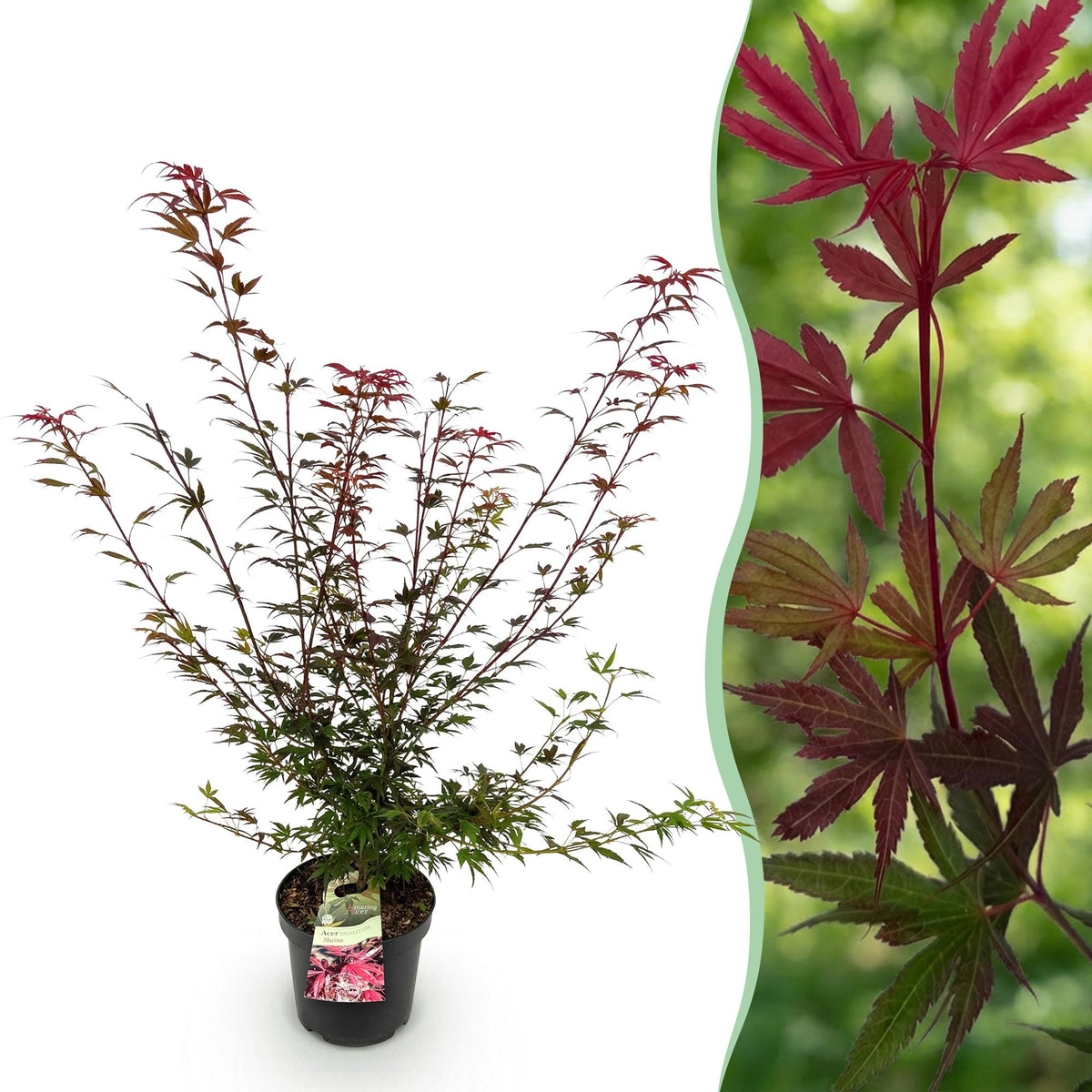 Green boutiQ - Plante de jardin - Acer palmatum Shaina - Érable du Japon - Caduc - Rouge - 1 - Pot 26cm - Hauteur 90cm