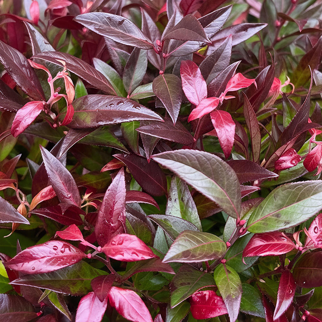 Green boutiQ - Plante de jardin - Leucothoe Zeblid - Rouge - 2 plantes - Persistant - Peu d'entretien - Pot 17 cm Hauteur 45 cm