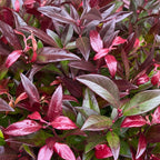 Green boutiQ - Plante de jardin - Leucothoe Zeblid - Rouge - 2 plantes - Persistant - Peu d'entretien - Pot 17 cm Hauteur 45 cm