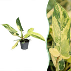 Philodendron Florida Beauty - Philodendron Florida Beauty - Green - Yellow - Tropical - Ø6cm - ↕13cm