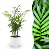 Green boutiQ - Kamerplant - Chamaedorea elegans - Goudpalm - Huisdiervriendelijke Plant - Groen - 1 Plant - met Potter Wit - Pot 12cm - Hoogte 15cm