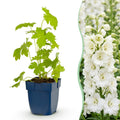 Green boutiQ - Stauden - Delphinium (P) Galahad - Rittersporn - Bienen- und Schmetterlingsmagnet - Weiß - 6 Pflanzen - Topf 11cm - Höhe 15-25cm