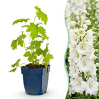 Green boutiQ - Stauden - Delphinium (P) Galahad - Rittersporn - Bienen- und Schmetterlingsmagnet - Weiß - 6 Pflanzen - Topf 11cm - Höhe 15-25cm