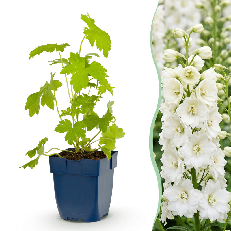 Green boutiQ - Vasteplant - Delphinium (P) Galahad - Ridderspoor - Bijen en Vlinderlokkers - Wit - 6 Planten - Pot 11cm - Hoogte 15-25cm