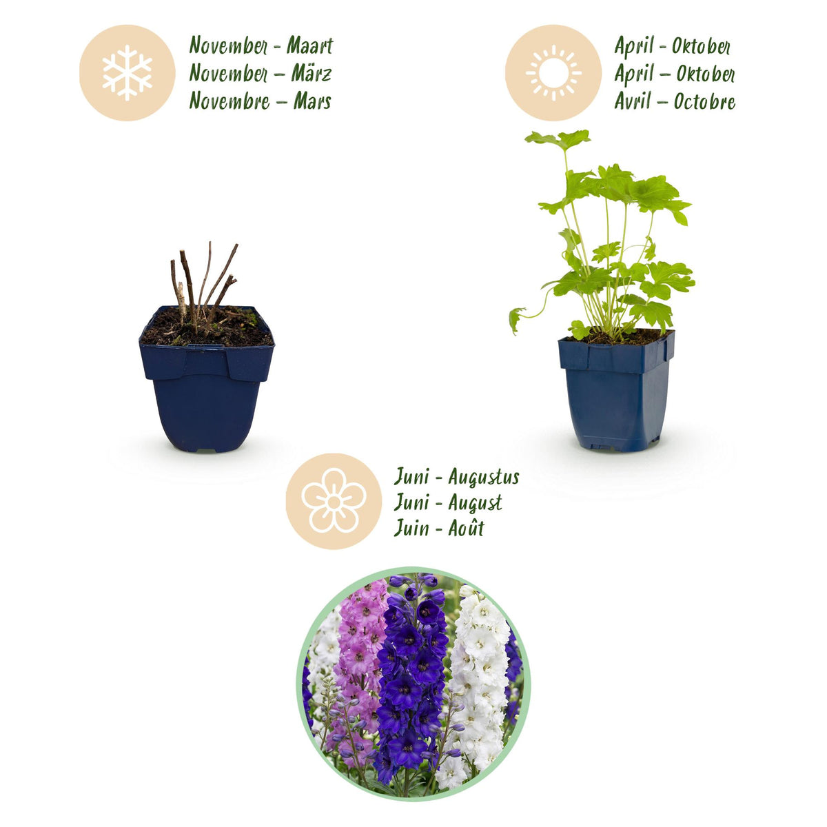 Green boutiQ - Plante vivace - Delphinium (P) Black Knight - Pied d'alouette - Attire les abeilles et les papillons - Violet - 6 plantes - Pot 11cm - Hauteur 15-25cm