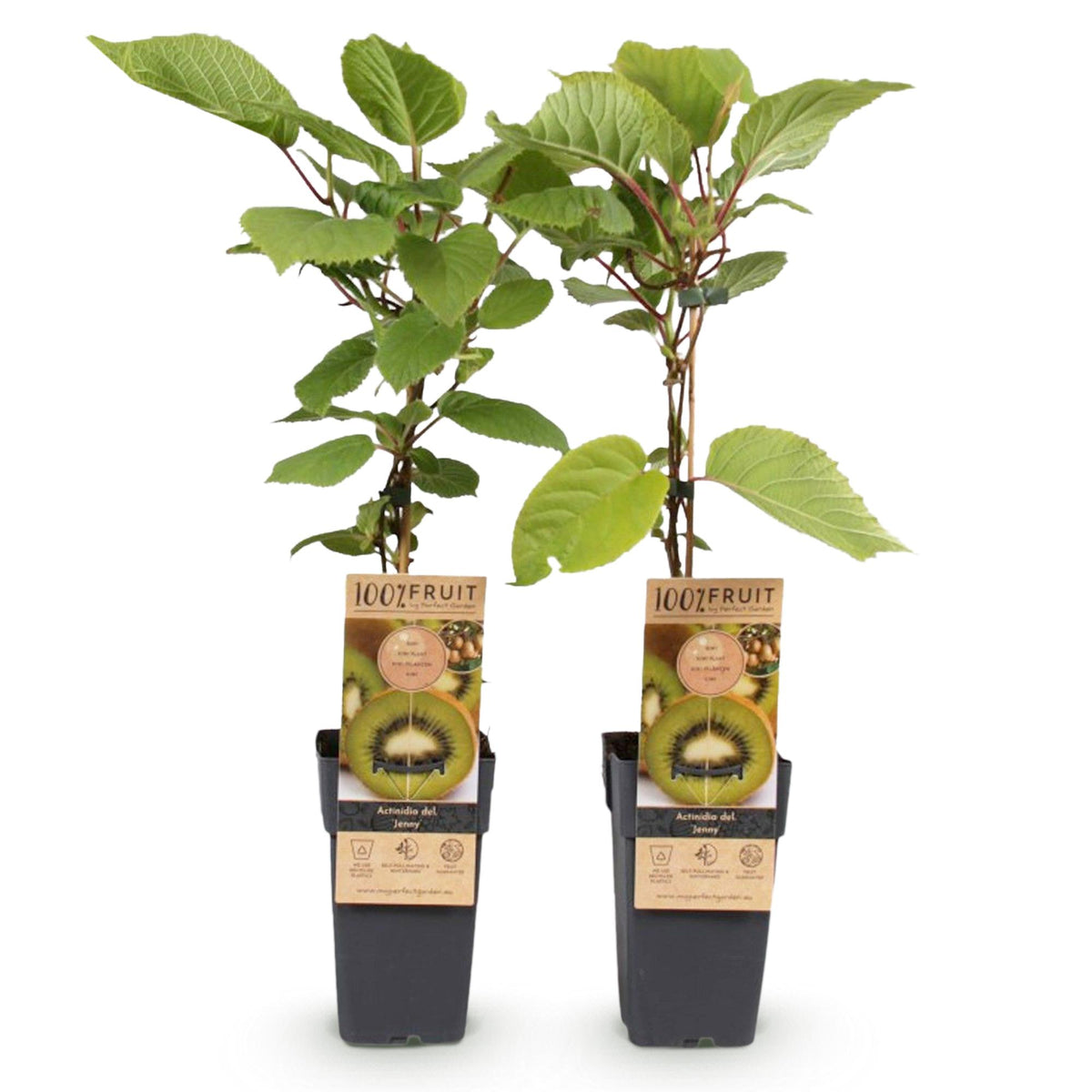 Green boutiQ - Fruitplant - Actinidia deliciosa Jenny - Kiwiplant - Zelfbestuivend - Groene Vrucht - 2 Planten - Pot 15cm - Hoogte 50cm